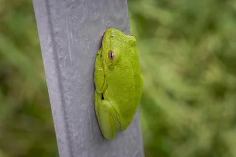 A vibrantly colored spring peeper perching on a fence. Stock Photos