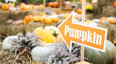 A Vibrantly Colorful Pumpkin Patch, Complete with a Very Helpful Directional Stock Photos