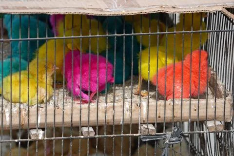  Vibrantly dyed chicks inside wire cage at a local market 库存照片