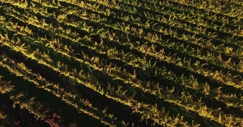 Vibrate colored rows of vineyards in twilight during Fall Autumn in Napa Valley Stock Footage 73192852