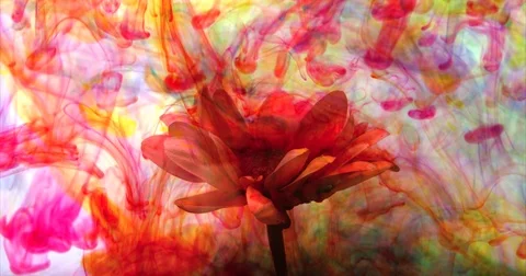 Vibrate flower background Stock Footage 74141914