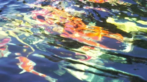 The vibrating background of the Koi fish in the water  Stock Footage 124445600