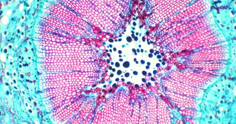 Vibrating plant stem with floating germs and bacteria under a microscope Видео 199138314