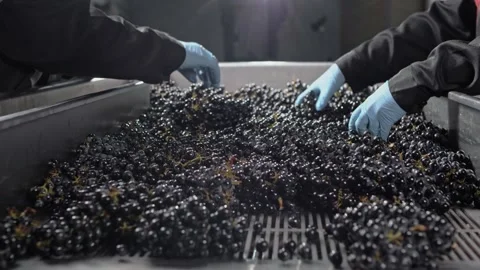 Vibrating table for sorting and cleaning the fruit of ainograd for making wine Stock Footage 268750545