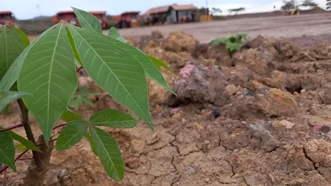 The vibration of the cassava leaves Stock Footage 156036028
