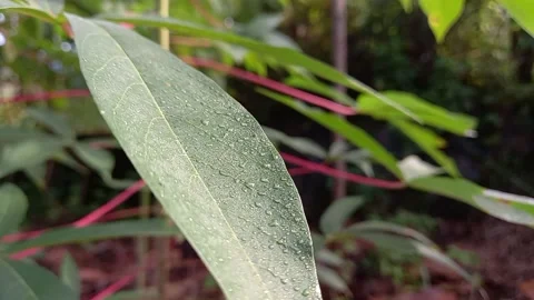 The vibration of cassava leaves Stock Footage 158666891