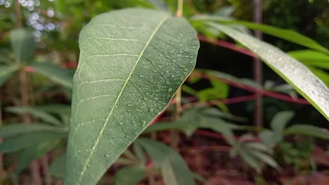 The vibration of cassava leaves 스톡 동영상 158666893