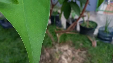 The vibration of guava leaves Stock Footage 157717356
