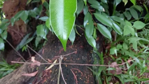 The vibration of the leaves of the banyan tree Stock Footage 160509343
