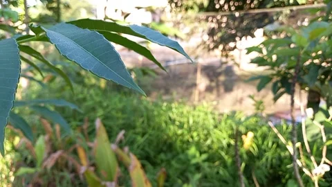 The vibration of the leaves of the kedondong tree 스톡 동영상 157148639