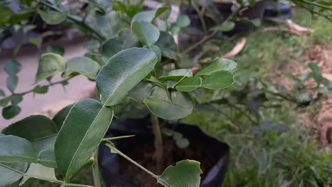 The vibration of the leaves of the orange tree Stock Footage 157676582