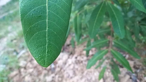 The vibration of the longan tree leaves 스톡 동영상 157717351