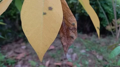 The vibration of the old leaves of the cassava Stock Footage 160509323