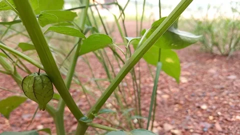 The vibration of the Physalis fruit tree Stock Footage 157568262