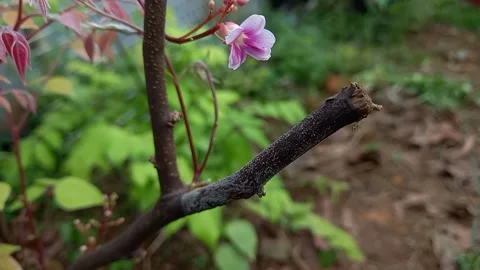 The vibration of the starfruit tree flower Stock Footage 159734415