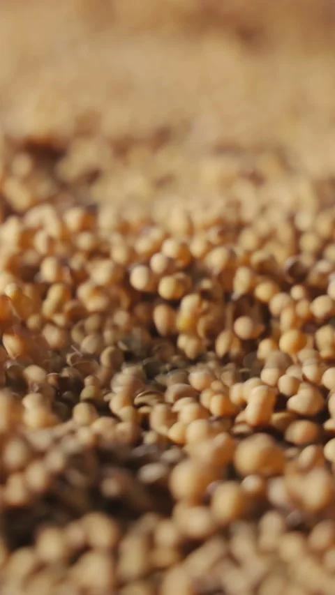 Vibration storage and cleaning of soybeans. Soybean storage on an industrial Stock Footage 308646764