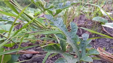 The vibration of watermelon leaves Stock Footage 157148541