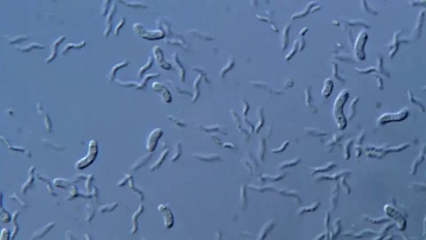 Vibrio and Helicobacter bacteria under microscope 動画素材 317140171