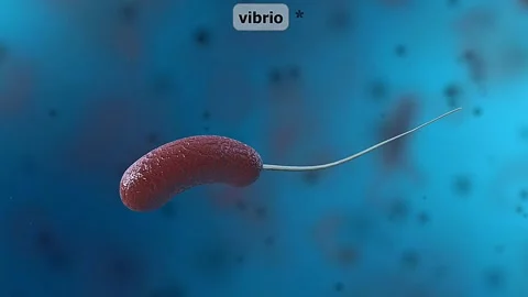 Vibrio Bacteria Stock Footage 305167723