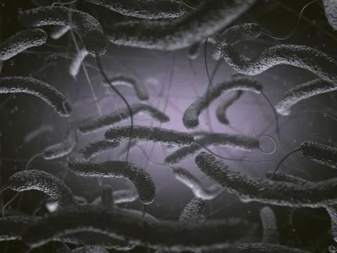 Vibrio Cholerae Bacteria Illustrazione stock