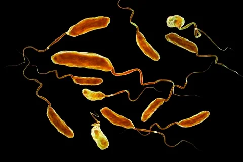 Vibrio cholerae bacteria Stock Illustration