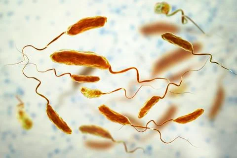 Vibrio cholerae bacteria Stock Illustration