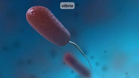 Vibrio or comma shaped bacteria Stock Footage 305167815