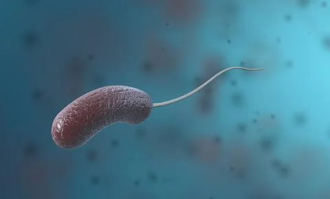Vibrio is a type of bacteria consisting of bent rod-shaped gram-negative ba.. Stockillustratie