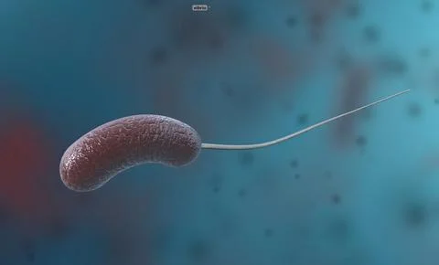 Vibrio is a type of bacteria consisting of bent rod-shaped gram-negative ba.. Stock Illustration