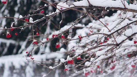 Viburnum and pine trees Stock Footage 121475648