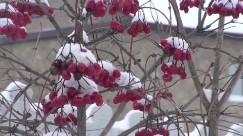 Viburnum berries on a branch in the winter Stock Footage
