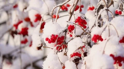 Viburnum berries on branches in winter Video stock 71579732