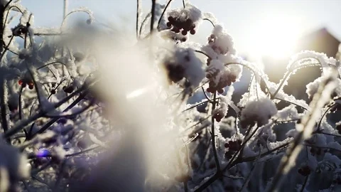 Viburnum berries Stock Footage 70948967