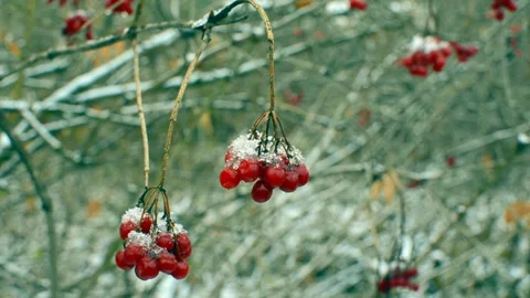 Viburnum berries Stock Footage 291240682
