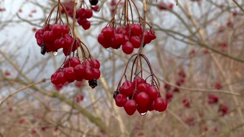 Viburnum berries Stock Footage 291781991