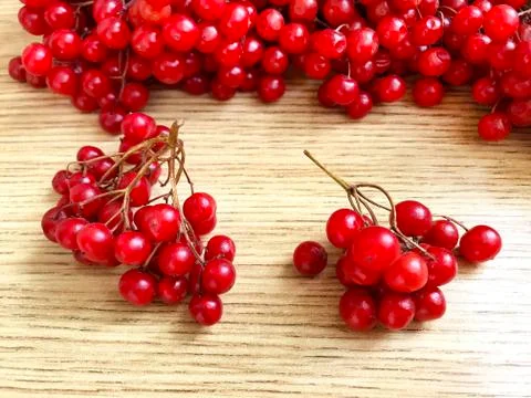 Viburnum berries on the table. Stock Photos