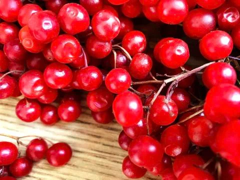 Viburnum berries on the table. Stock Photos