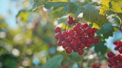 Viburnum berris also called Kalyna Grow On A Branch In Sunny Summer Day Stock Footage 106901818