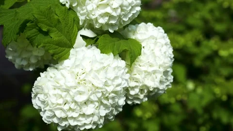Viburnum blooming 4K Stock Footage 274484609