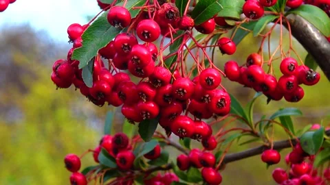 Viburnum blooms on a tree, red berries Stock Footage 233617286