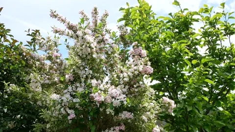 Viburnum bush in full bloom Stock Footage 155494543