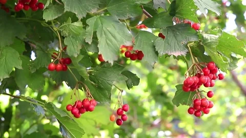 Viburnum bush in summer. Stock Footage 170457804