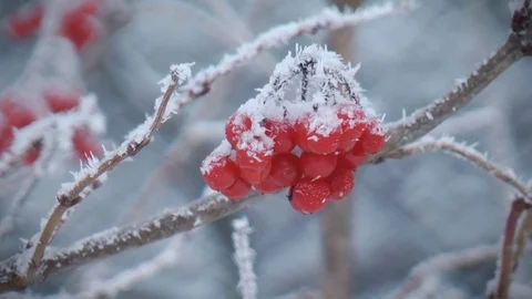 Viburnum clusters in winter Video stock 71323876