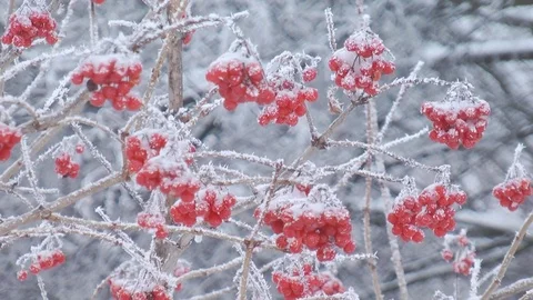 Viburnum clusters in winter Stock-Footage 71324113