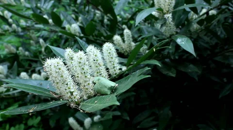 Viburnum flower 库存影片 63156888