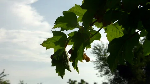 Viburnum Video stock 783901