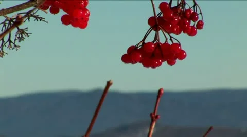 Viburnum Stock Footage 10814595