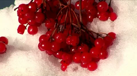 Viburnum Stock Footage 10814623