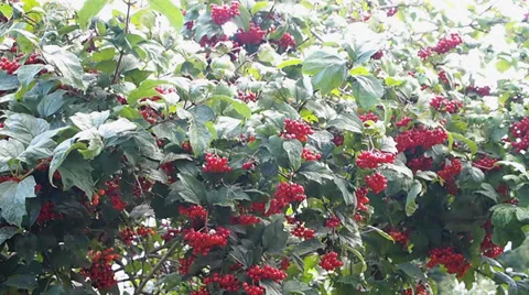 Viburnum Vídeo Stock 29345514