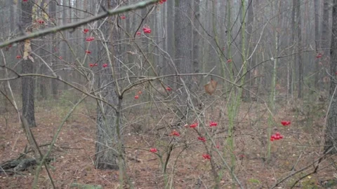 Viburnum in the forest Stock-Footage 144010857